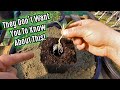 Bagged Soil & Media Companies Don't Want You To Know About This Amazing Plant Starting Alternative!