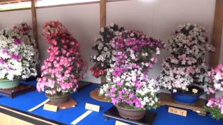 鹿沼さつき祭り2013　鹿沼市花木センター　Satsuki Bonsai Festival