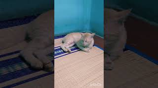 இந்த பொம்மை குட்டி யாருக்கு வேணும் 😄#trending #cat #viralvideo #catlover