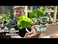 Rare Variegated Alocasia Unboxing!