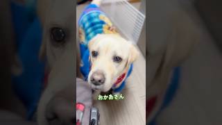 納豆ルーティンは欠かせんとです💓ひと口貰うと安心すっとです🐕✨