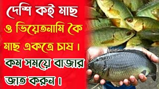 দেশি কই মাছ চাষ পদ্ধতি | ৩  মাসে বাজার জাত করুন | Viyatnami koi Fish Farming