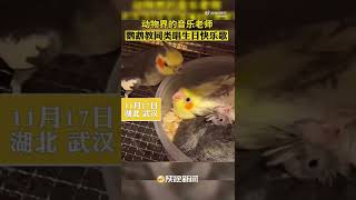 鹦鹉教同伴唱生日快乐歌：关键地方还多教一遍