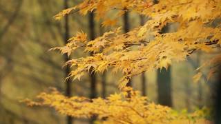 【林道 堅山線】山梨県北杜市須玉町(2018.10.27)