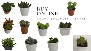 SEDUM || SEDUM SUCCULENT VARIETIES || BUY ONLINE SEDUM SUCCULENT PLANTS || सिडम सकुलन्टस्