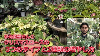 杉光園芸さん①･知っておきたい！クリスマスローズの3つのタイプと2種類の増やし方の違い