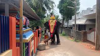 LIVE : Elephant Taking Bath at Our Temple | From Kootalumoodu Temple | Amman Bhavani