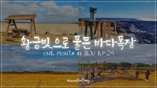 동백꽃 보다 더 핫한 오랜지빛 제주도 여행[한달동안 제주여행 EP.24]