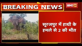 Surajpur Elephant News: हाथियों के हमले से 2 की मौत | वहीं 2 महिलाएं घायल