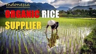 Organic RICE Supplier - Ready White, Brown, Red and Black Rice