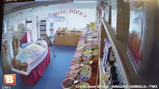 Deer SNEAKS Into Candy Store, Eyes Some Taffy, Then BOLTS