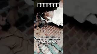 Alhamdulillah Kohinoor 🖤🖤🔥🔥