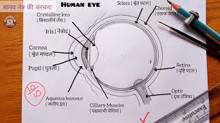 How to draw Human eye diagram | labelled diagram of human eye anatomy | मानव नेत्र की संरचना|