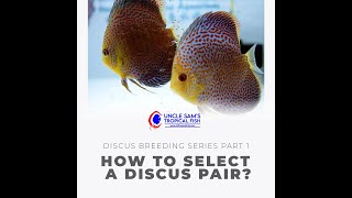 How to Select a Discus Breeding Pair | Discus Breeding Series Part 1 | Uncle Sam's Discus