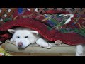 【秋田犬げんき】夜は寒いのでちゃんと毛布を掛けてください【akita dog】