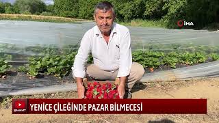 YENİCE ÇİLEĞİNDE PAZAR BİLMECESİ