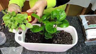 Let's Create a Mixed Planter with some Pepperomia