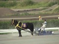 第３１回 ばんえい大賞典【高画質版】（2006年9月17日、岩見沢競馬場）