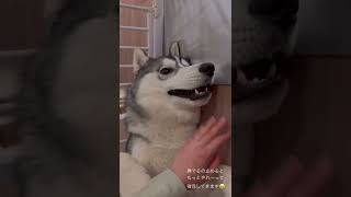 もっと撫でろ〜って催促してくる犬🤍