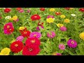 富士山 山中湖 花の都公園　mt. fuji lake yamanaka hananomiyako koen 夏　ひまわり／百日草／キバナコスモス／ラベンダー