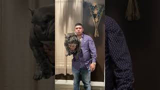 The Craziest Nano American Bully Ever! 🔥 #shorts #dog