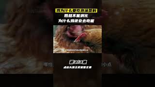 Pt3/3 鸡为什么爱吃泡沫塑料，吃了不消化为何还要吃，人吃了有什么后果 ?#shorts #animals #chicken