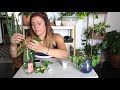 How To Propagate Houseplants From Cuttings  How To Water Propagate Indoor Plants