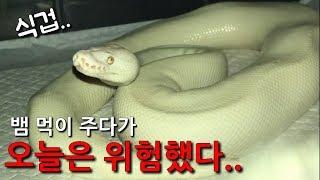 볼파이톤 먹이줄땐 주의! 개깜놀.. 거의 1cm 차이ㄷㄷ [집돌이]