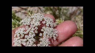 491- अजवाइन को पौट में कैसे लगाएं/How to grow n care Ajwain /Carom Seeds in pot (Hindi/Urdu) 28/8/17