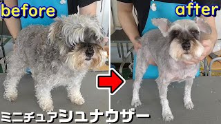 【トリミング】５倍速でわかる！ミニチュアシュナウザーのトリミング【１５６時間目】　|　(5Xspeed)Trimming for Miniature Schnauzer