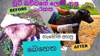 බව්වෙක් ඉන්නකොට දැනගෙන ඉන්නම ඕනේ බෙහෙත් 4ක්|| Medicines you must know when you have a dog! #dog