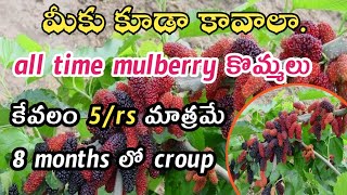 all time fruits mulberry Cutting's ఇప్పుడు అందరికీ అందుబాటులో ఉన్నాయి కేవలం 5rs  #youtubevideo