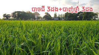 ការប្រើប្រាស់ជី-ថ្នាំ លើពូជស្រូវស្រងែ #agriculture