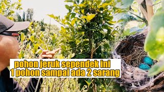 DULU ADA RATUSAN CENDET BERSARANG DI POHON JERUK INI, SEKARANG GANTI BURUNG INI, 1 POHON 2 SARANG