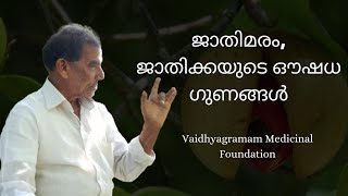 Nutmeg Benifits | ജാതിക്കയുടെ ഔഷധ ഗുണങ്ങൾ | VMF