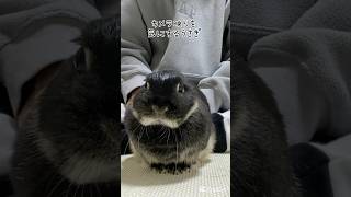 カメラ映りを気にするうさぎ　#shorts #rabbit #bunny