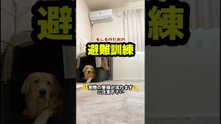 もしものための避難訓練 #dog #子犬 #ゴールデンレトリバー #愛犬 #大型犬と暮らす #goldenretriever