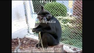 Mammals of the World: Black Mangabey