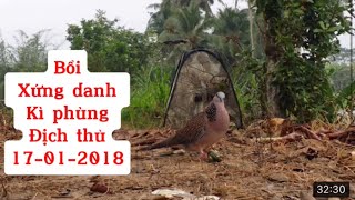 Clip 38 - Bẩy Chim Cu Gáy Sóc Trăng ( Thành ) Bổi Xứng Danh Kì Phùng Địch Thủ 17-1-2018.