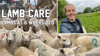 LAMB HEALTH - VACCINES, WORMING , MINERALS AND FOOTBATH