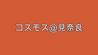 東温市見奈良のコスモス