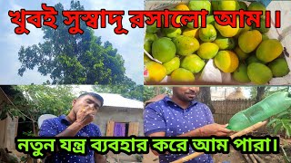 একেবারে ভিন্ন পদ্ধতি অবলম্বনে গাছ থেকে আম পারা // গ্রামের সুস্বাদু রসালো আম / #travelvlogger