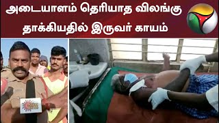 அடையாளம் தெரியாத விலங்கு தாக்கியதில் இருவர் காயம்