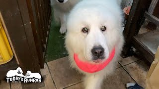 お母さんを見つけると撫でて～と甘えるルンルンです　Great Pyrenees　グレートピレニーズ