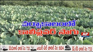 Cauliflower Cultivation in Rainy Season | Rythu Ratham | AP24x7