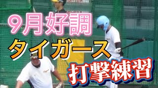 阪神タイガース 試合前練習〈打撃・前半〉2024.9.1