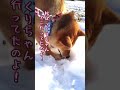 【柴犬】どうしても脱線しちゃうシバ犬　犬あるあるですかね？　アフレコ　 shorts