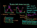 The intuition behind the Hamiltonian Monte Carlo algorithm