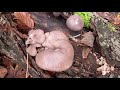 เก็บเห็ดนางรมสวยงามตามธรรมชาติ เป็นช่อเป็นกออ่อนอวบ เยอะหมานอีกตามเคย oyster mushrooms 22 12 29.