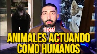 1 HORA DE ANIMALES ACTUANDO COMO HUMANOS